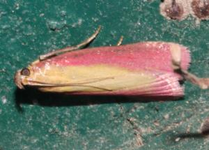 Click to view this image in a large viewer