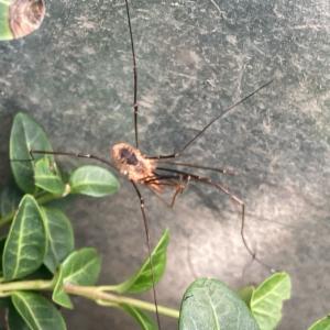 Click to view this image in a large viewer