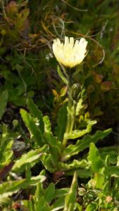 Click to view this image in a large viewer