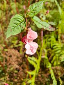 Click to view this image in a large viewer