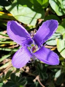 Click to view this image in a large viewer