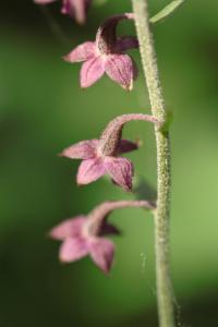 Click to view this image in a large viewer