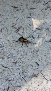 Click to view this image in a large viewer