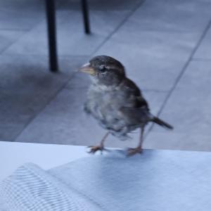 Click to view this image in a large viewer