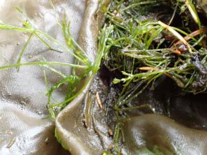 Click to view this image in a large viewer