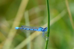 Click to view this image in a large viewer