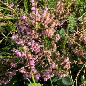 Click to view this image in a large viewer