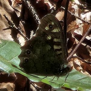 Click to view this image in a large viewer