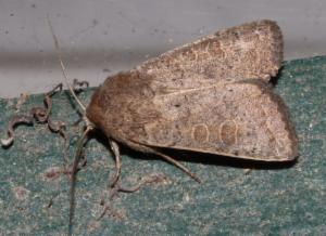 Click to view this image in a large viewer