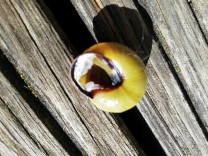 Click to view this image in a large viewer