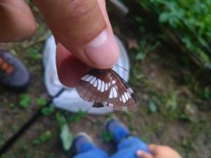 Click to view this image in a large viewer