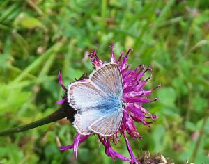 Click to view this image in a large viewer