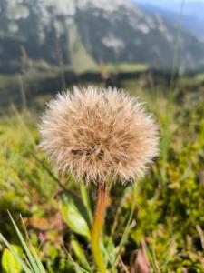 Click to view this image in a large viewer