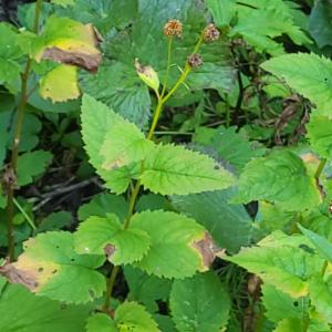 Click to view this image in a large viewer