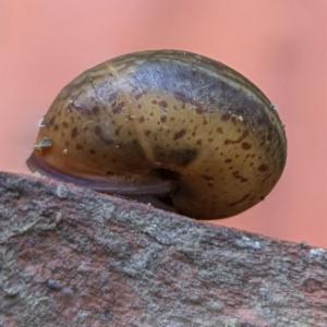 Click to view this image in a large viewer