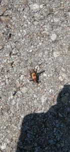 Click to view this image in a large viewer