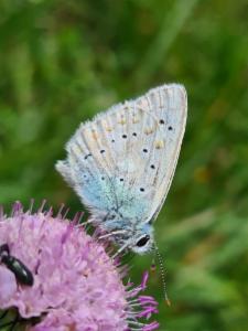 Click to view this image in a large viewer