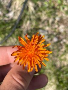 Click to view this image in a large viewer