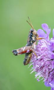 Click to view this image in a large viewer