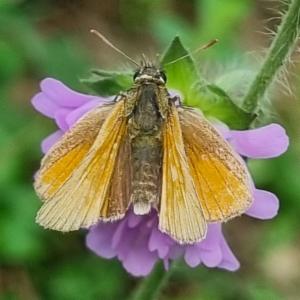 Click to view this image in a large viewer