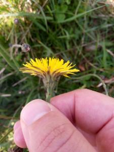 Click to view this image in a large viewer