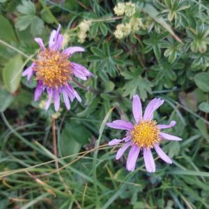 Click to view this image in a large viewer