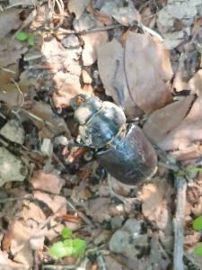 Click to view this image in a large viewer