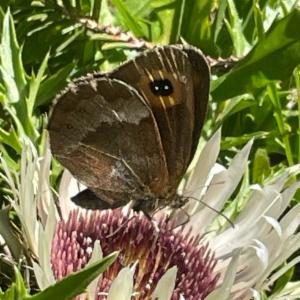 Click to view this image in a large viewer