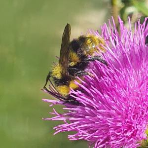 Click to view this image in a large viewer