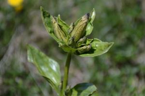 Click to view this image in a large viewer