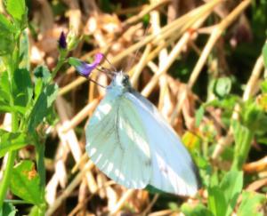 Click to view this image in a large viewer