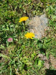 Click to view this image in a large viewer