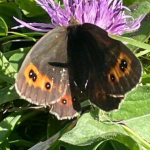 Click to view this image in a large viewer