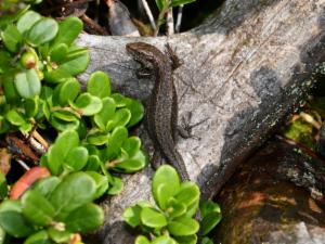 Click to view this image in a large viewer