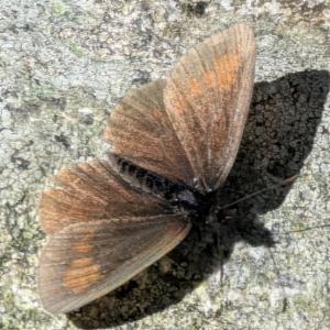 Click to view this image in a large viewer