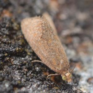 Click to view this image in a large viewer