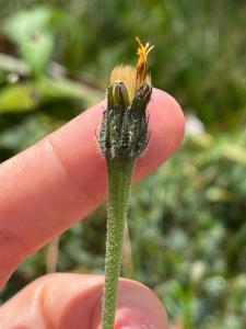 Click to view this image in a large viewer