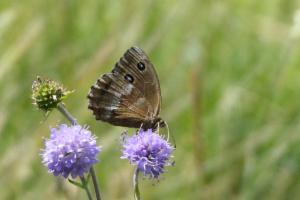 Click to view this image in a large viewer