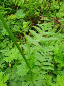 Click to view this image in a large viewer