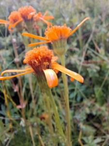 Click to view this image in a large viewer