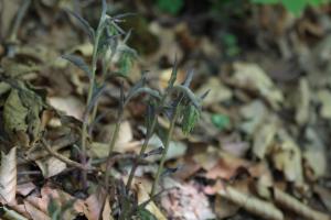 Click to view this image in a large viewer