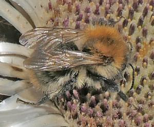 Click to view this image in a large viewer