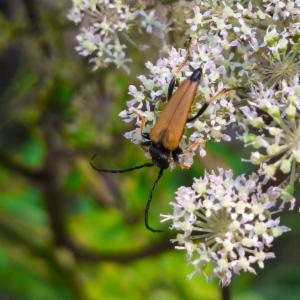 Click to view this image in a large viewer