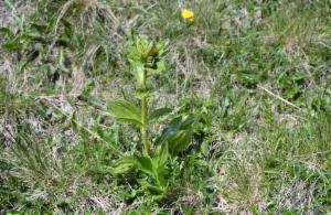 Click to view this image in a large viewer