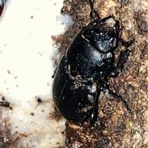 Click to view this image in a large viewer