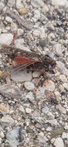 Click to view this image in a large viewer