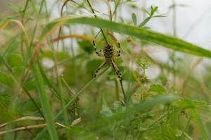 Click to view this image in a large viewer