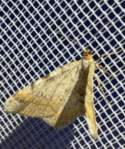 Click to view this image in a large viewer