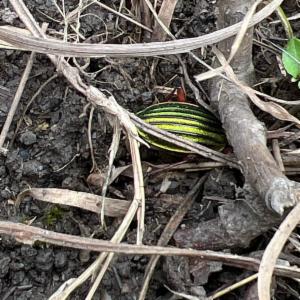 Click to view this image in a large viewer