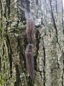 Click to view this image in a large viewer